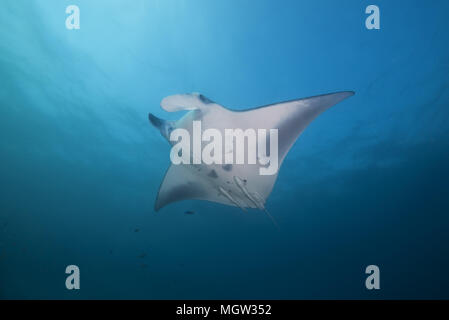 Reef Manta Ray (Mobula alfredi, Manta alfredi) Schwimmen im blauen Wasser Stockfoto