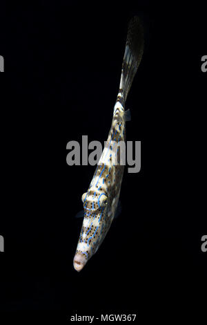 Scrawled Filefish (Aluterus skriptingunterbrechung) schwimmt in der Nähe von Coral Reef in der Nacht Stockfoto