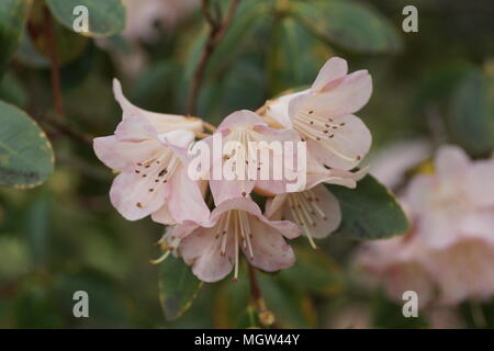 Rhododendron "Alison Johnstone" Stockfoto