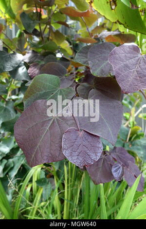 Cercis canadensis oder auch als Forest Pansy bekannte Blätter Stockfoto
