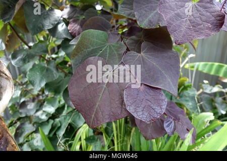 Cercis canadensis oder auch als Forest Pansy bekannte Blätter Stockfoto