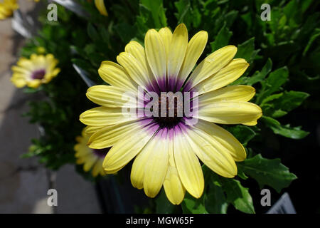 Osteospermum Ecklonis oder auch als afrikanische Daisy, Kap Ringelblume bekannt Stockfoto