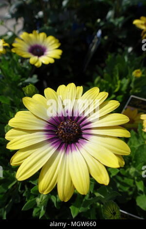 Osteospermum Ecklonis oder auch als afrikanische Daisy, Kap Ringelblume bekannt Stockfoto