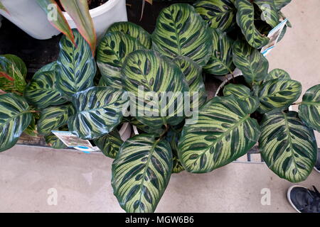 Calathea makoyana oder als Pfau Pflanze bekannt Stockfoto