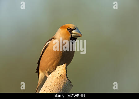 Männliche von hawfinch in der ersten Morgensonne, sitzen auf einem Ast. Schließen, horizontale Ansicht Stockfoto