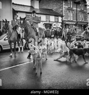 David Davies Fox Hounds Stockfoto