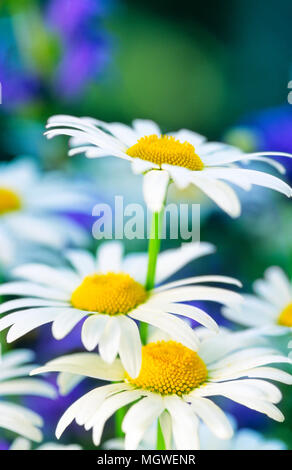 Margeriten (Leucanthemum vulgare) in Blumenwiese. Selektiver Fokus und sehr geringe Tiefenschärfe. Stockfoto