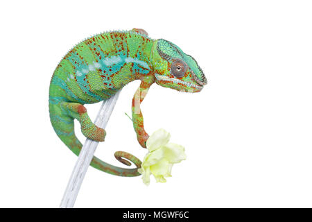 Lebendig Chameleon reptile Stockfoto