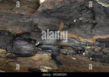 Close Up und scharfen Blick auf die Innenseite der Pinienrinde Hintergrund Oberfläche Stockfoto