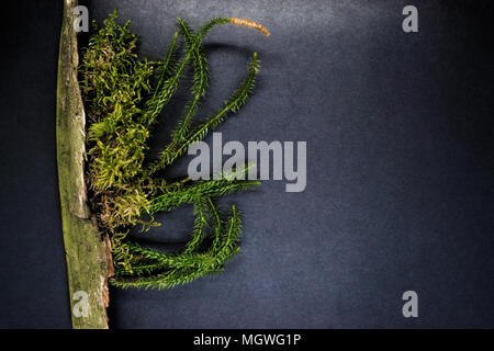 Zusammensetzung von Moos wächst aus dem alten Baum und auf schwarzem Hintergrund Oberfläche mit freier Platz platziert. Brunch ist teilweise unscharf Stockfoto