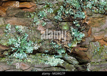 Scharf und in der Nähe von Pine bark Hintergrund Oberfläche. Rinde bedeckt mit Flechten und Moos Stockfoto