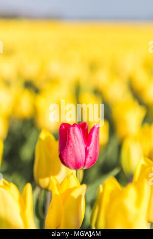 Sonne auf die rote Tulpe, umrahmt von einer Vielzahl von gelben Tulpen Oude-Tonge Goeree-Overflakkee Südholland Niederlande Europa Stockfoto