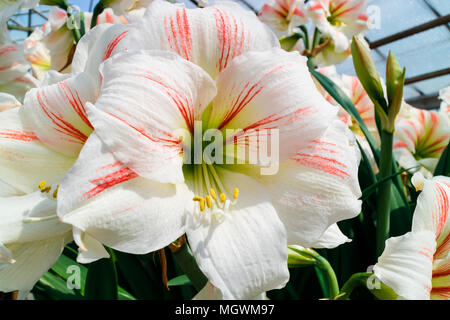 Große Trompete wie Weiß mit einem Hauch von rosa Amaryllis Blüten. Stockfoto