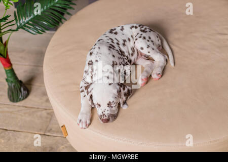 Schlafende Hund im Bett. Haustier zu Hause. Cute Portrait von Dalmatiner Welpe 8 Wochen alt. Kleine Dalmatiner Welpe. Platz kopieren Stockfoto