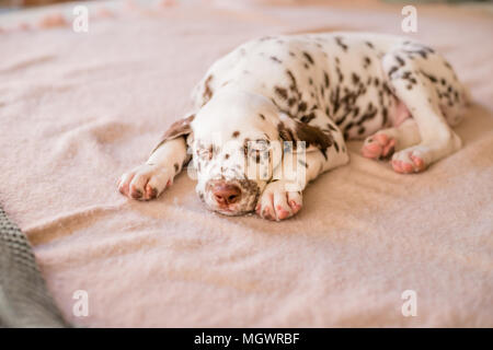 Schlafend auf dem Bett Dalmatiner Welpe. Cute Portrait von Dalmatiner Welpe 8 Wochen alt Stockfoto