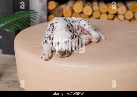 Schlafende Hund im Bett. Haustier zu Hause. Cute Portrait von Dalmatiner Welpe 8 Wochen alt. Kleine Dalmatiner Welpe. Platz kopieren Stockfoto