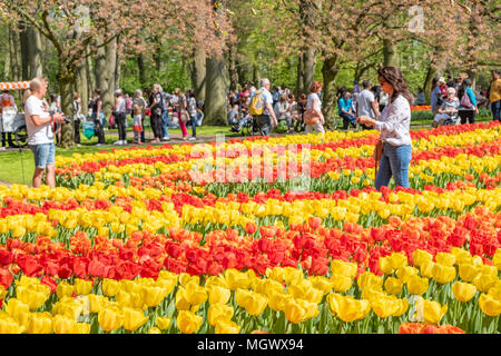 Keukenhof, als der Garten Europas bekannt, ist in Lisse South Holland Niederlande. Für 8 Wochen jedes Jahr zieht es über 800000 Besucher Stockfoto