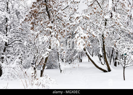 Verschneite ahorn Bäume in öffentlichen städtischen Garten in der Stadt Moskau im Winter Schneefall Stockfoto