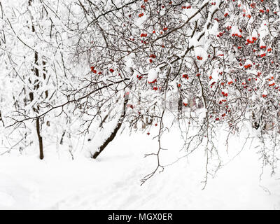 Verschneite hawthorn Tree über Pfad im Wald von Timiryazevskiy Park der Stadt Moskau bei bedecktem Winter Tag Stockfoto