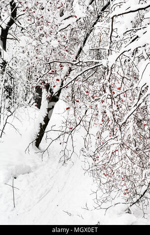 Snowy hawthorn Tree über Pfad im Wald von Timiryazevskiy Park der Stadt Moskau bei bedecktem Winter Tag Stockfoto