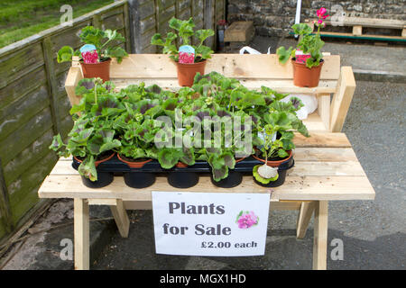 Fach der Feder Geranien auf hölzernen vergießen Tabelle beworben, da Pflanzen zum Verkauf. Pelargonien, wie Geranien als Einstreu oder zimmerpflanzen verwendet. Stockfoto