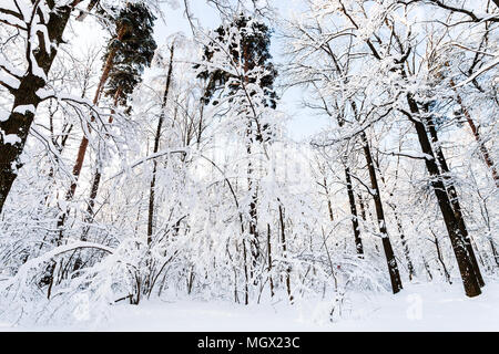Ansicht von unten auf Pinien und Eichen, in Timiryazevskiy Forest Park der Stadt Moskau im sonnigen Wintermorgen Stockfoto