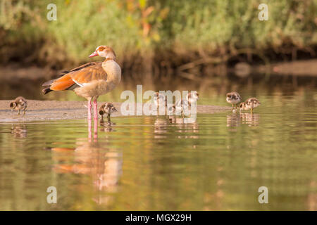 Nilgans (Alopochen Aegyptiaca) Mitglied der Enten, Gänse und Schwäne Entenvögel. Sie ist heimisch in Afrika südlich der Sahara und den Nil V Stockfoto