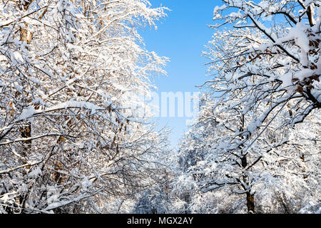 Ansicht von unten auf blauen Himmel zwischen schneebedeckten Bäumen in Timiryazevskiy Forest Park der Stadt Moskau im sonnigen Wintermorgen Stockfoto