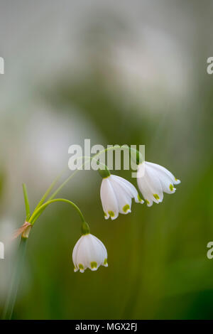 Gemeinsame Schneeglöckchen (Galanthus nivalis) zarten weißen Blüten auf grünem Stiel. Blüte im Frühjahr. In Israel im März fotografiert. Stockfoto