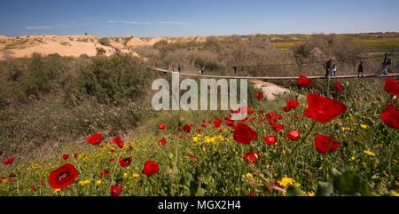 Frühling Blumen in Habesor Stream. Western Negev, Israel Stockfoto