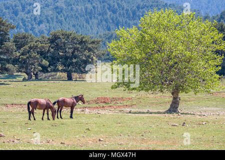 Plateau im Taurusgebirge in der Türkei mit wilden Pferden Stockfoto