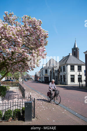 Mann auf dem Fahrrad geht blühenden Frühling Baum in niederländischen Dorf Loenen aan de Vecht im Frühjahr Stockfoto