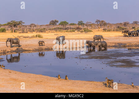 Elefanten und Paviane versammeln sich um einen schrumpfenden Wasserloch während einer Dürre in Hwange National Park, Zimbabwe, September 9, 2016. Stockfoto