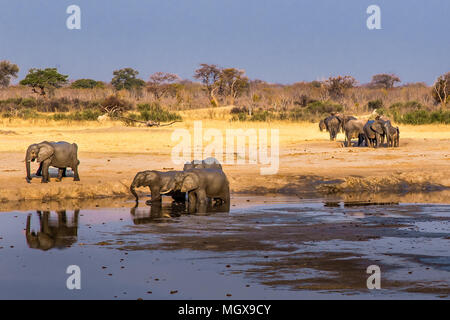 Elefanten sammeln sich um eine schrumpfende Wasserloch während einer Dürre in Hwange National Park, Zimbabwe, September 9, 2016. Stockfoto