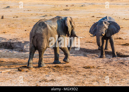 Zwei Elefanten über eine kleine Menge Wasser während einer Dürre in Hwange National Park, Zimbabwe kämpfen. September 9, 2016. Stockfoto