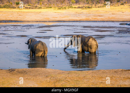 Elefanten Wasser während einer Dürre in Hwange National Park, Zimbabwe. September 9, 2016. Stockfoto