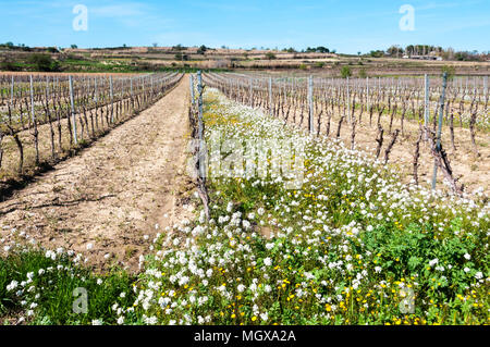 Reben wachsen in der Herault Region im Süden Frankreichs. Gras und Blumen erlaubt zwischen jeder dritte Zeile von Reben wachsen Wasser im Boden zu schonen. Stockfoto