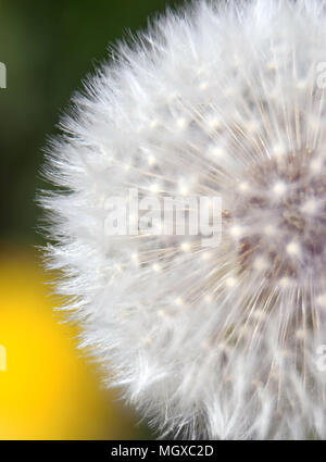 Ausschreibung Haare Trauben aus einer blowball Stockfoto