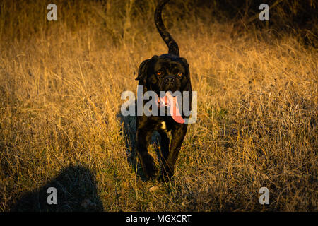 Große, schwarze Hund Cane Corso (italienische Dogge) zu Fuß in einem Feld, die mit langer Deichsel Stockfoto