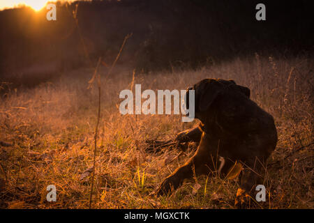 Großen schwarzen Hund im Feld, Sonnenschein und schönen Sonnenuntergang; italienische Dogge; Cane Corso Stockfoto