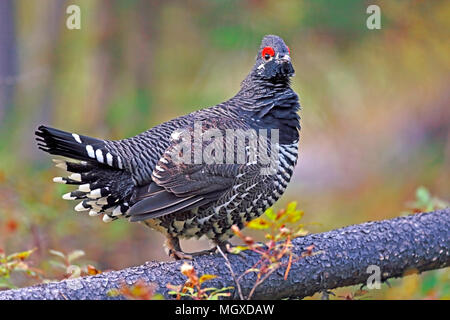 Spruce Grouse stehend auf gefallen Kiefer im borealen Wald anmelden, beobachten. Stockfoto