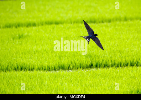 Rauchschwalbe (Hirundo rustica) über grüne Reisfelder Hintergrund fliegen Stockfoto