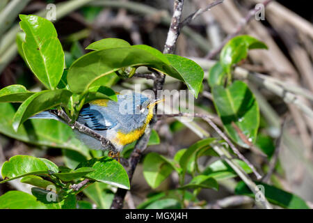 Northern parula Stockfoto