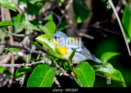 Northern parula Stockfoto