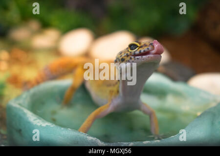 Gelbe gemeinsame Leopard gecko stehend im Wasser trinken Schüssel im Terrarium und Lecken der Lippen Stockfoto