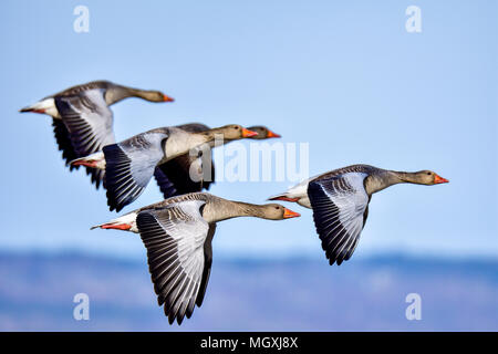 Die wing Mann Stockfoto