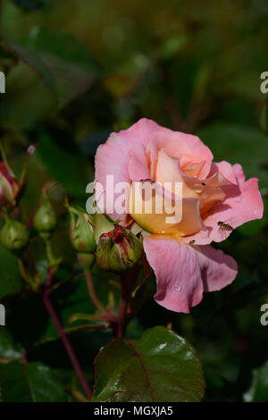 Rose Comte de Chambord Stockfoto