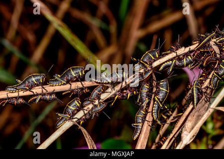 Östlichen lubber Heuschrecken warten auf den Sonnenaufgang. Stockfoto