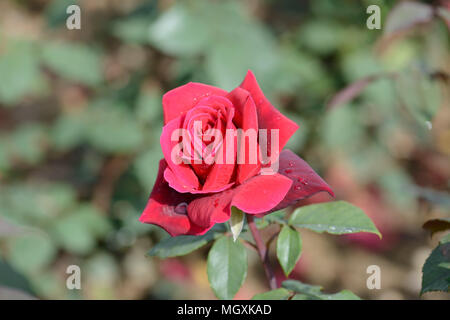 Rose tiefes Geheimnis Stockfoto