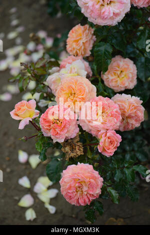 Rose Designer Sonnenuntergang Stockfoto